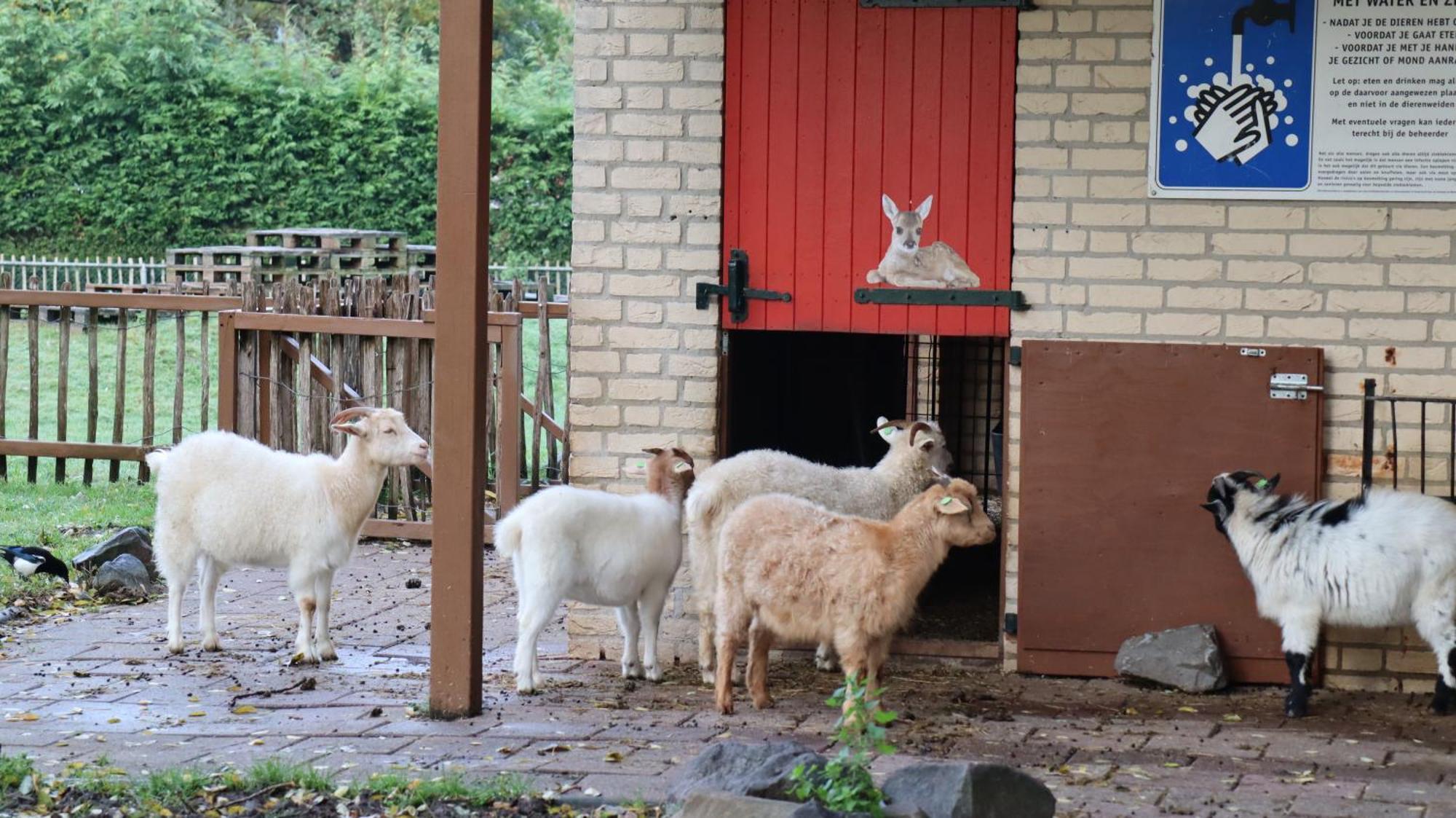 Het Huys Ewijk Mooi Luxe En Een Laadpaal Экстерьер фото
